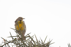 Macronyx aurantiigula