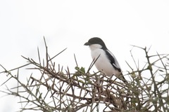 Lanius dorsalis