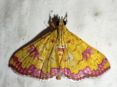 Isocentris filalis