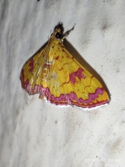Isocentris filalis