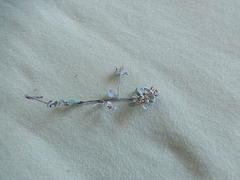 Helichrysum litorale