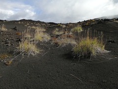 Leymus ajanensis