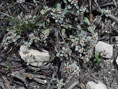 Helichrysum litorale