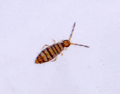 Entomobrya nigrocincta
