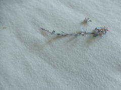 Helichrysum litorale