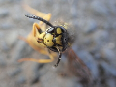 Vespula germanica