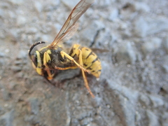 Vespula germanica