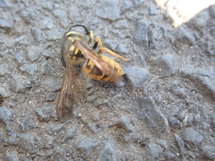 Vespula germanica