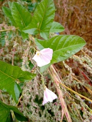 Convolvulus arvensis