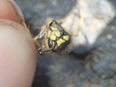 Vespula germanica
