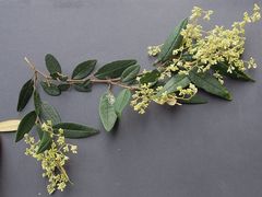 Pomaderris ligustrina