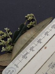 Pomaderris ligustrina