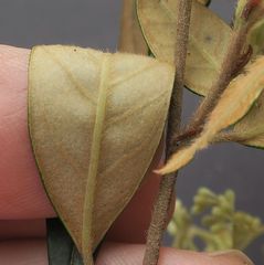 Pomaderris ligustrina