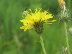 Pilosella auriculoides
