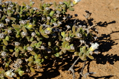 Drosanthemum albens