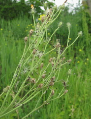 Pilosella auriculoides