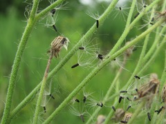 Pilosella auriculoides