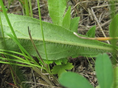 Pilosella auriculoides