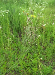 Pilosella auriculoides