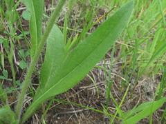 Pilosella auriculoides