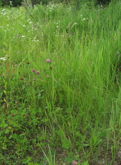 Pilosella auriculoides