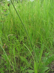 Pilosella auriculoides