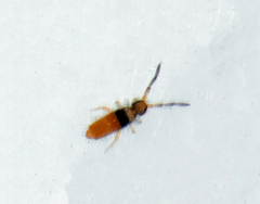 Entomobrya nigrocincta
