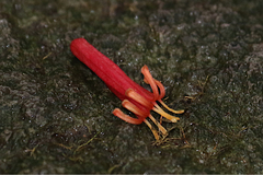 Benthamina alyxifolia