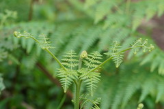 Hypolepis glandulifera