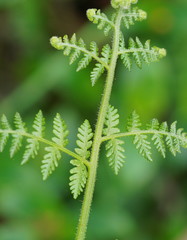 Hypolepis glandulifera