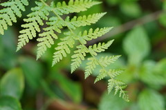 Hypolepis glandulifera