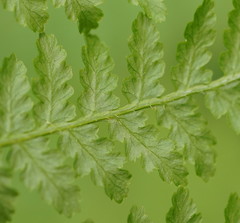 Hypolepis glandulifera