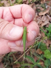 Phaneroptera falcata
