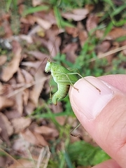 Phaneroptera falcata