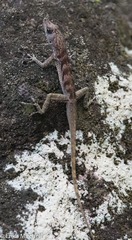 Anolis roquet caracoli