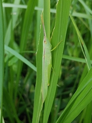 Gonista bicolor
