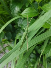 Acrida cinerea