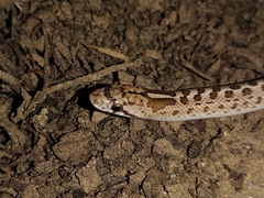 Arizona elegans occidentalis