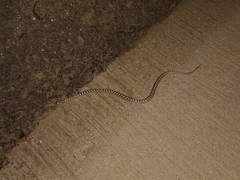 Arizona elegans occidentalis