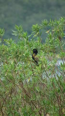 Euplectes capensis capensis