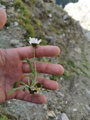 Leucanthemum halleri