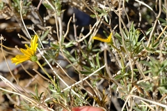 Osteospermum microcarpum