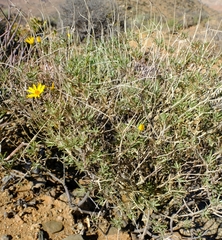 Osteospermum microcarpum