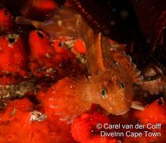 Parablennius cornutus