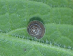 Trochulus hispidus