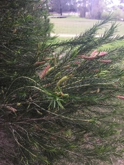 Melaleuca armillaris