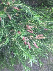 Melaleuca armillaris