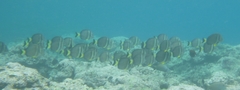 Acanthurus guttatus
