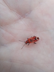 Haemobaphus concinnus