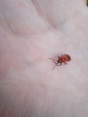 Haemobaphus concinnus